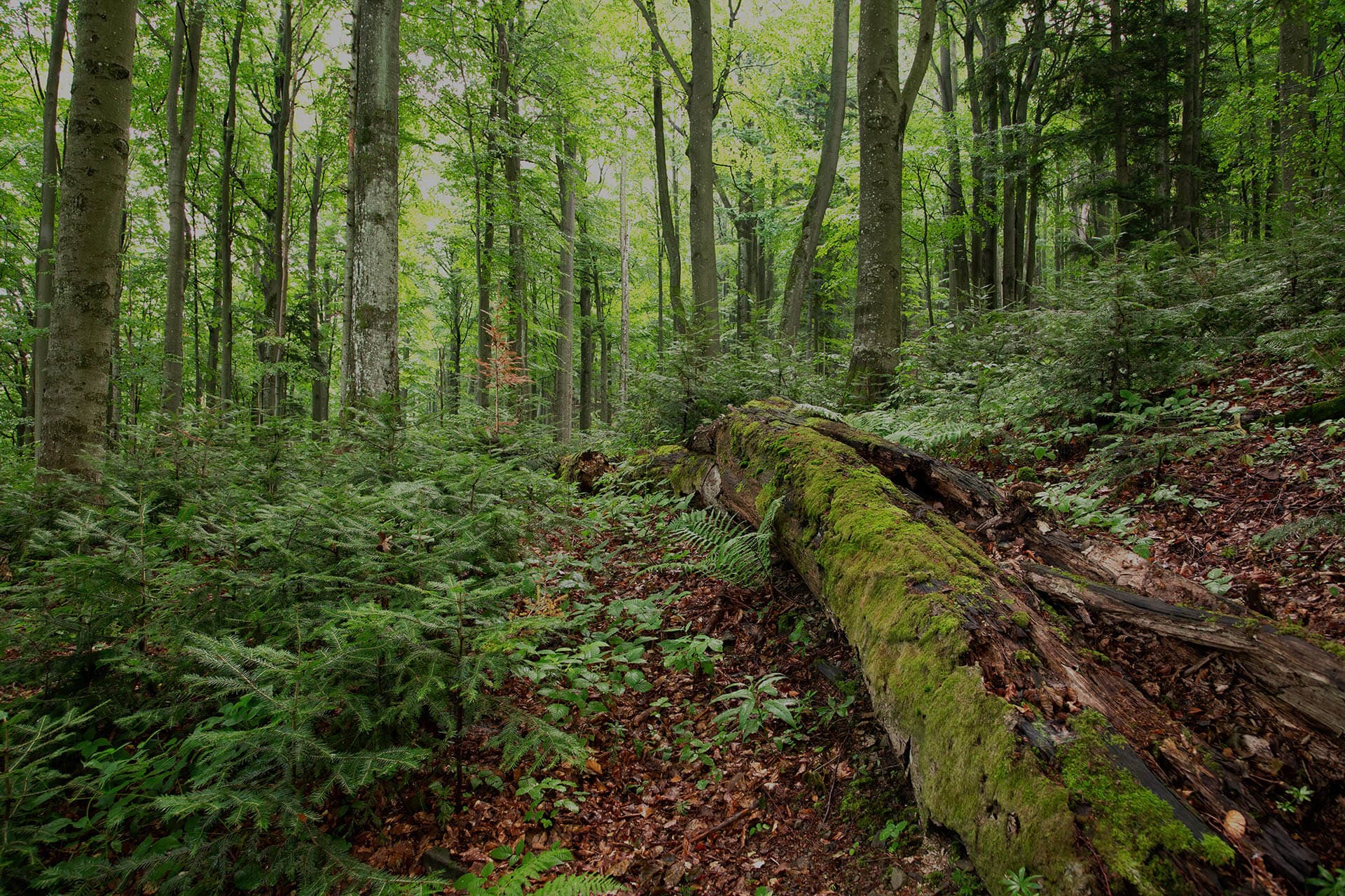 old-growth-forest-with-rotting-tree-trunk-covered-2024-11-27-03-58-16-utc (2).jpg